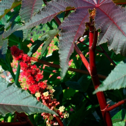 Picture of Ricinus - Impala